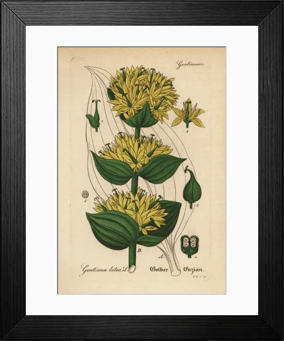 Framed Print : Great yellow gentian, Gentiana lutea Framed Print : Great yellow gentian, Gentiana lutea