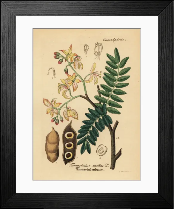 Framed Print : Tamarind, Tamarindus indica Framed Print : Tamarind, Tamarindus indica