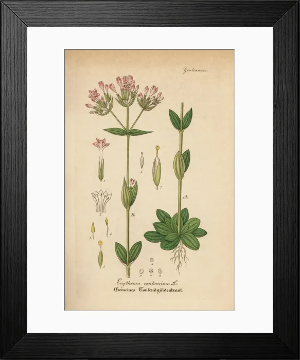 Framed Print : Common centaury, Centaurium erythraea Framed Print : Common centaury, Centaurium erythraea