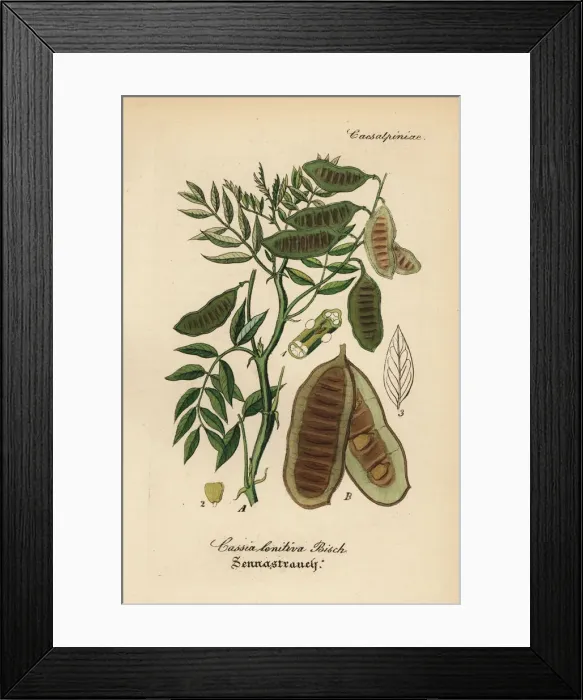 Framed Print : Alexandrian senna, Senna alexandrina Framed Print : Alexandrian senna, Senna alexandrina