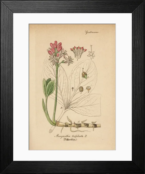 Framed Print : Buckbean or bogbean, Menyanthes trifoliata Framed Print : Buckbean or bogbean, Menyanthes trifoliata