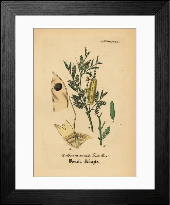 Framed Print : Gum arabic tree, Acacia senegal Framed Print : Gum arabic tree, Acacia senegal