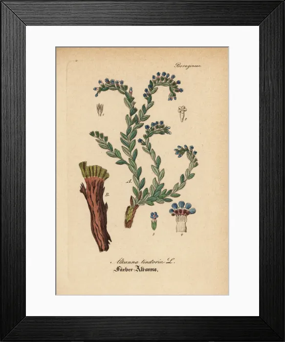 Framed Print : Dyers alkanet, Alkanna tinctoria Framed Print : Dyers alkanet, Alkanna tinctoria