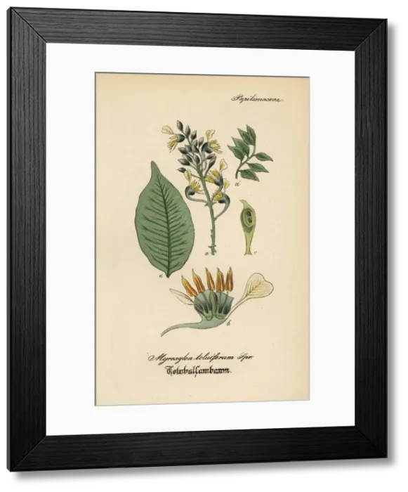 Framed Print : Balsam of Peru, Myroxylon balsamum Framed Print : Balsam of Peru, Myroxylon balsamum