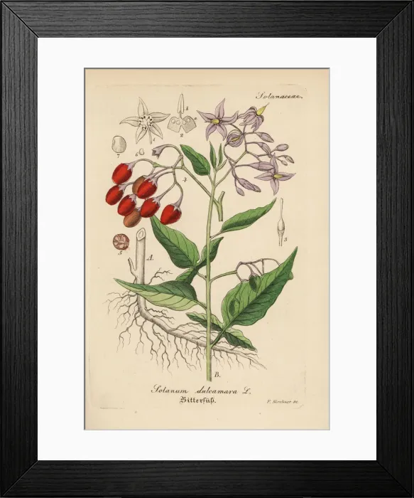 Framed Print : Bittersweet nightshade, Solanum dulcamara Framed Print : Bittersweet nightshade, Solanum dulcamara