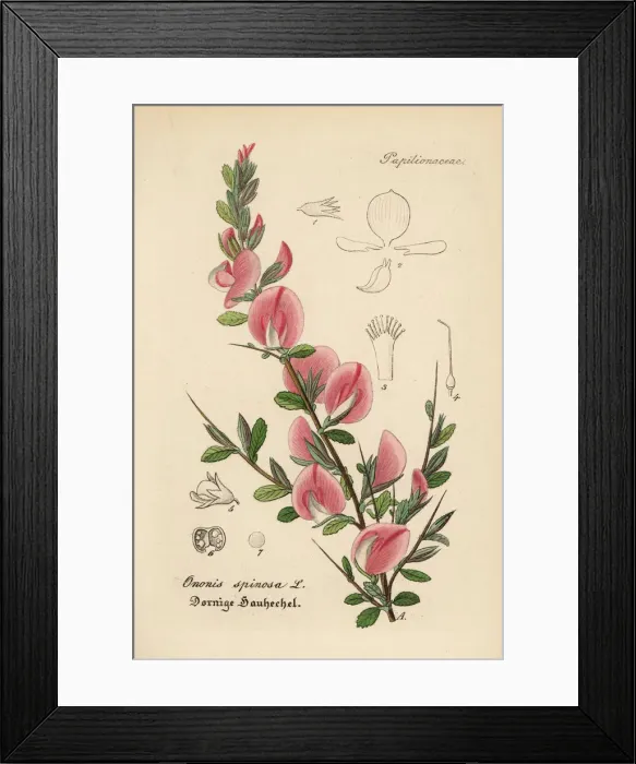 Framed Print : Spiny restharrow, Ononis spinosa Framed Print : Spiny restharrow, Ononis spinosa