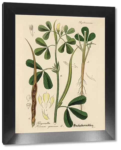 Fenugreek, Trigonella foenum-graecum