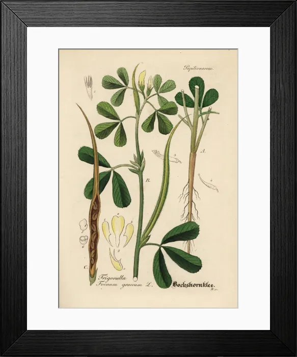Framed Print : Fenugreek, Trigonella foenum-graecum Framed Print : Fenugreek, Trigonella foenum-graecum