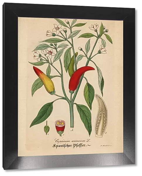 Chili pepper, Capsicum annuum