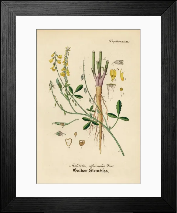 Framed Print : Yellow sweet clover or melilot, Melilotus officinalis Framed Print : Yellow sweet clover or melilot, Melilotus officinalis