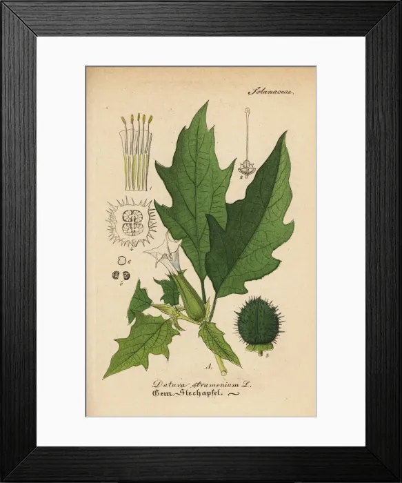 Framed Print : Jimsonweed or Devils snare, Datura stramonium Framed Print : Jimsonweed or Devils snare, Datura stramonium