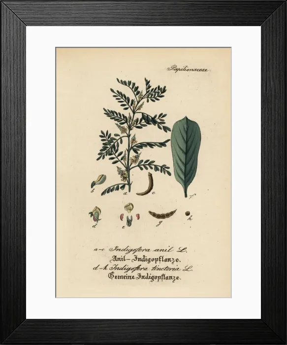 Framed Print : Guatamalan indigo and true indigo Framed Print : Guatamalan indigo and true indigo