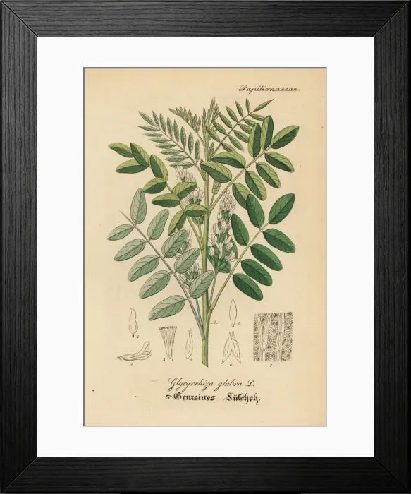 Framed Print : Licorice or liquorice, Glycyrrhiza glabra Framed Print : Licorice or liquorice, Glycyrrhiza glabra