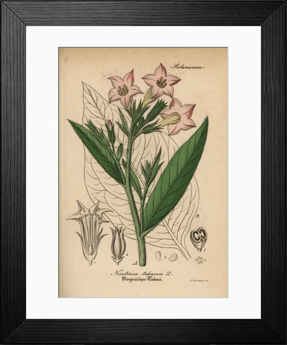 Framed Print : Tobacco, Nicotiana tabacum Framed Print : Tobacco, Nicotiana tabacum