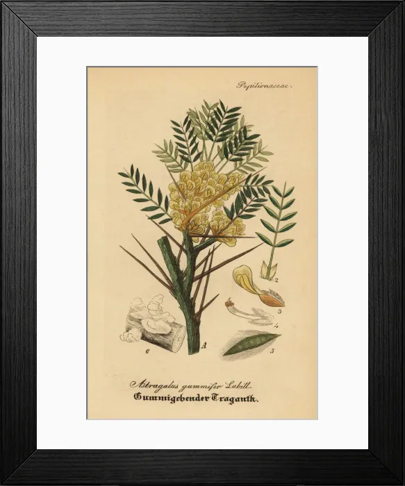 Framed Print : Gum tragacanth milkvetch, Astracantha gummifera Framed Print : Gum tragacanth milkvetch, Astracantha gummifera