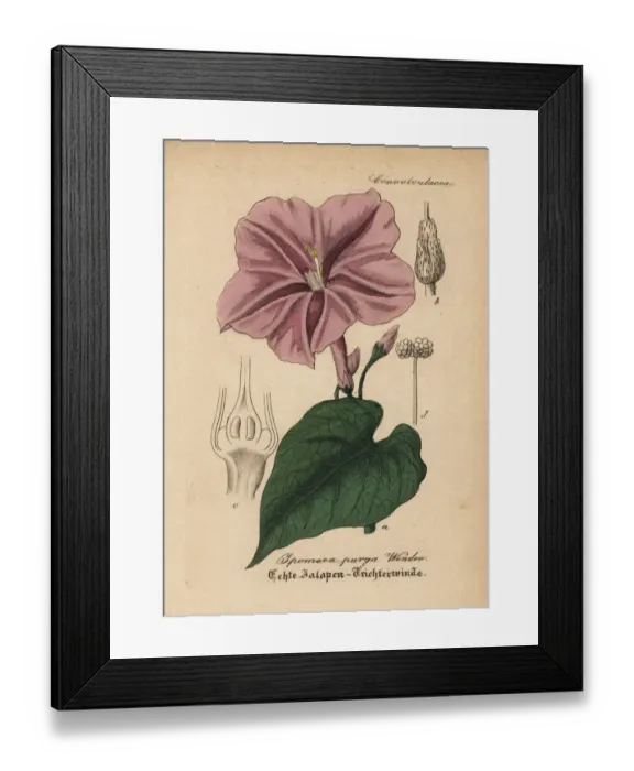 Framed Print : Jalap, Ipomoea purga Framed Print : Jalap, Ipomoea purga