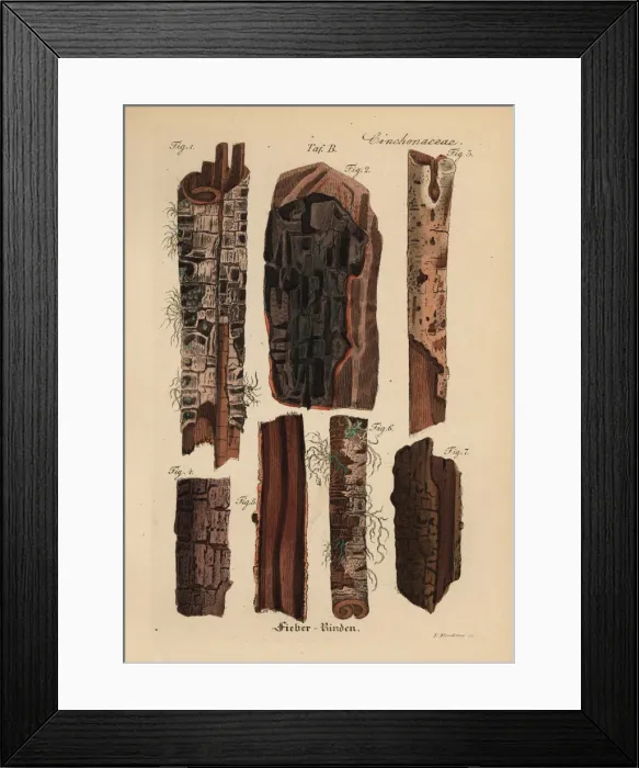 Framed Print : Senegal mahogany, Khaya senegalensis Framed Print : Senegal mahogany, Khaya senegalensis