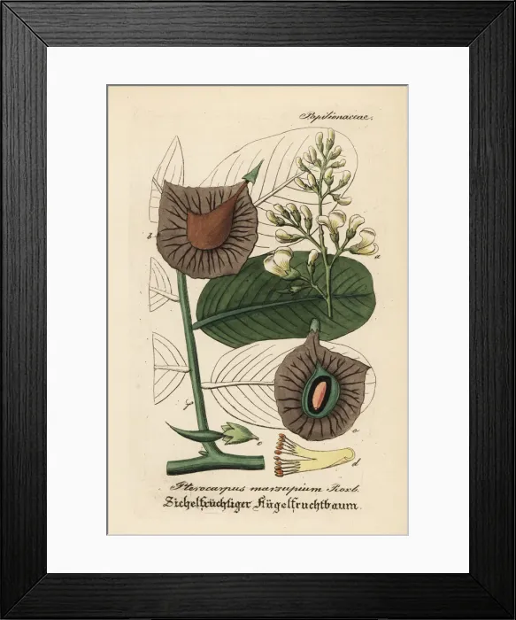 Framed Print : Malabar kino, Indian kino tree or vijayasar Framed Print : Malabar kino, Indian kino tree or vijayasar