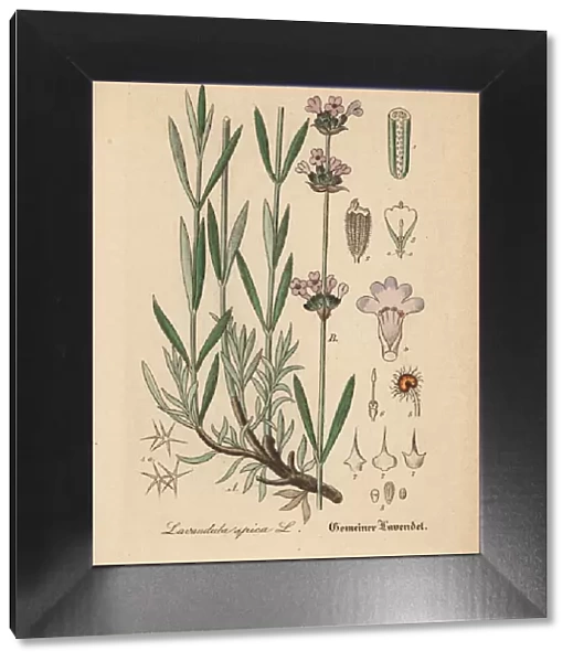 English lavender, Lavandula angustifolia