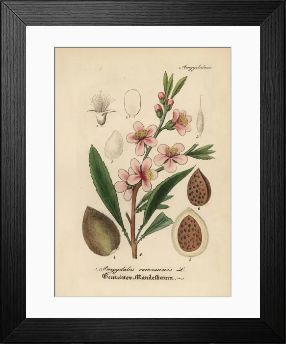 Framed Print : Almond tree, Prunus dulcis Framed Print : Almond tree, Prunus dulcis
