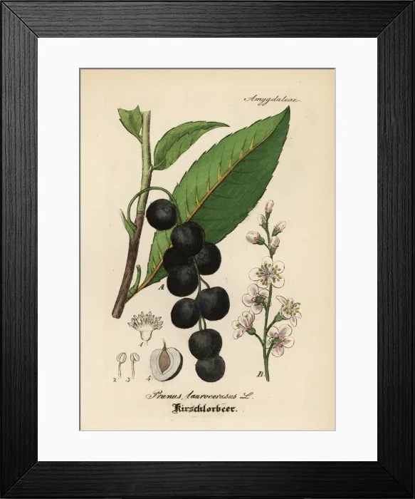 Framed Print : Cherry laurel, Prunus laurocerasus Framed Print : Cherry laurel, Prunus laurocerasus