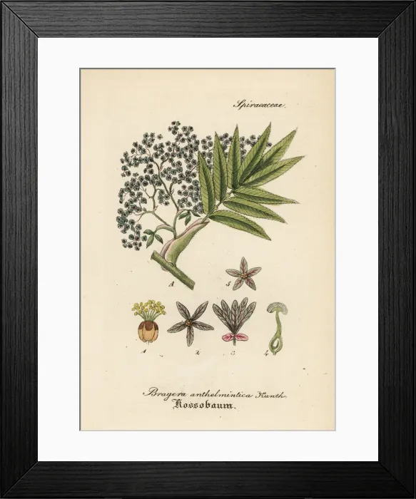 Framed Print : African redwood, Hagenia abyssinica Framed Print : African redwood, Hagenia abyssinica
