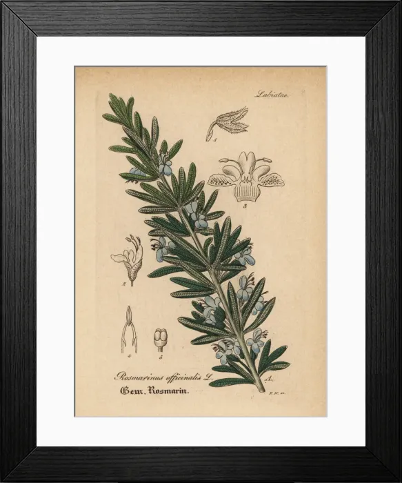 Framed Print : Rosemary, Rosmarinus officinalis Framed Print : Rosemary, Rosmarinus officinalis