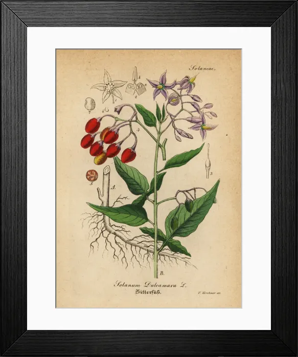 Framed Print : Bittersweet nightshade, Solanum dulcamara Framed Print : Bittersweet nightshade, Solanum dulcamara