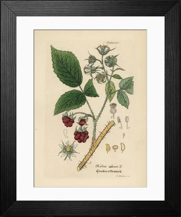 Framed Print : Raspberry, Rubus idaeus Framed Print : Raspberry, Rubus idaeus