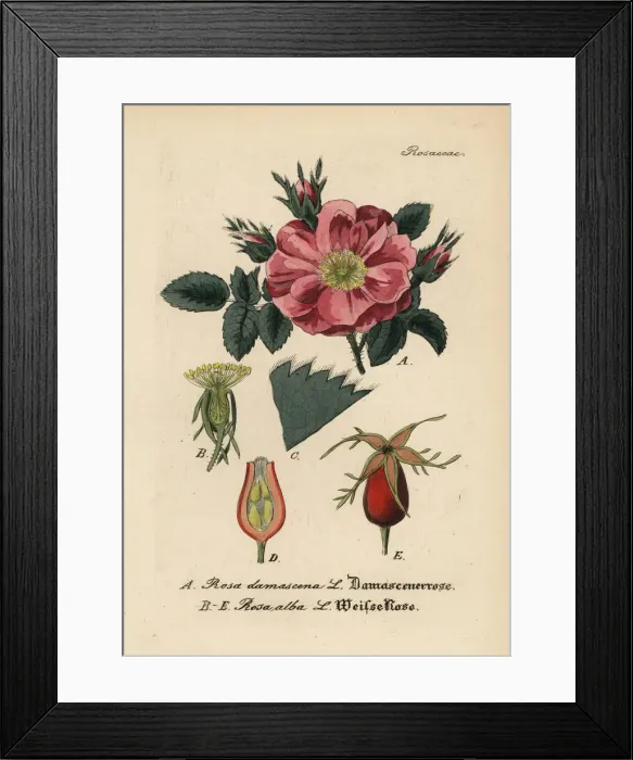 Framed Print : Damask rose, Rosa x damascena, and white rose, Rosa alba Framed Print : Damask rose, Rosa x damascena, and white rose, Rosa alba
