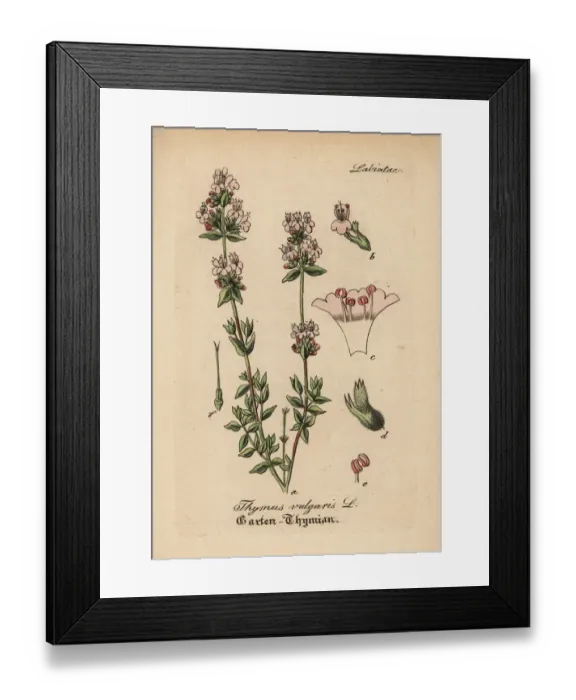 Framed Print : Garden thyme, Thymus vulgaris Framed Print : Garden thyme, Thymus vulgaris