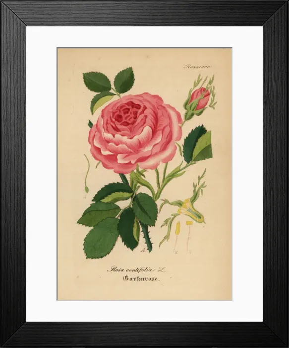 Framed Print : Cabbage rose, Rosa centifolia Framed Print : Cabbage rose, Rosa centifolia