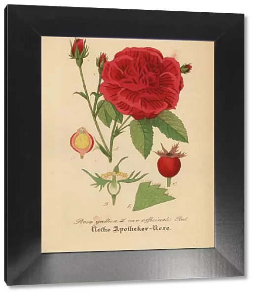 Apothecarys rose or crimson damask rose