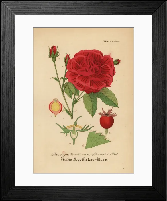 Framed Print : Apothecarys rose or crimson damask rose Framed Print : Apothecarys rose or crimson damask rose