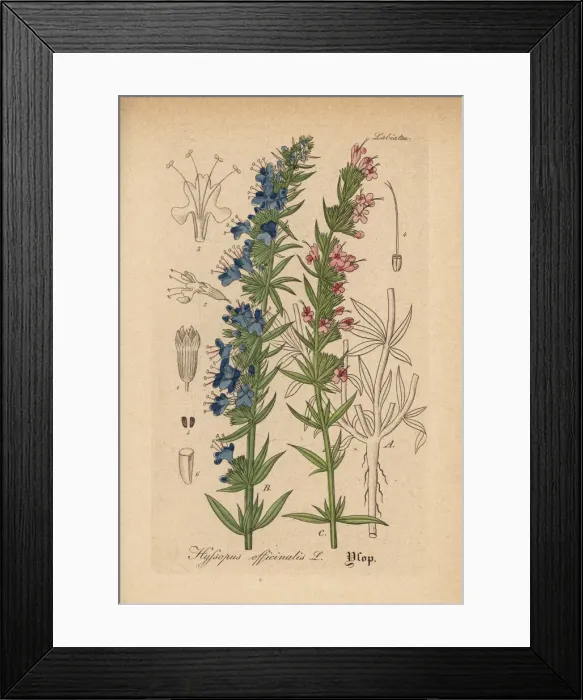 Framed Print : Hyssop, Hyssopus officinalis Framed Print : Hyssop, Hyssopus officinalis