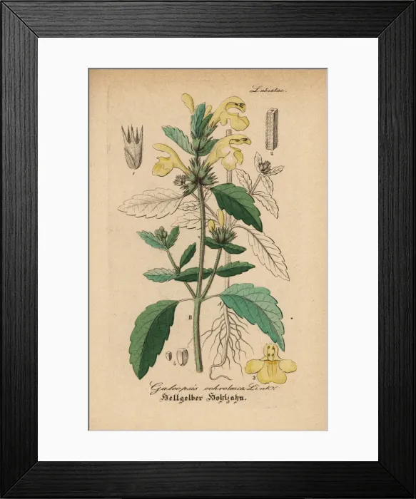 Framed Print : Downy hemp-nettle, Galeopsis segetum Framed Print : Downy hemp-nettle, Galeopsis segetum