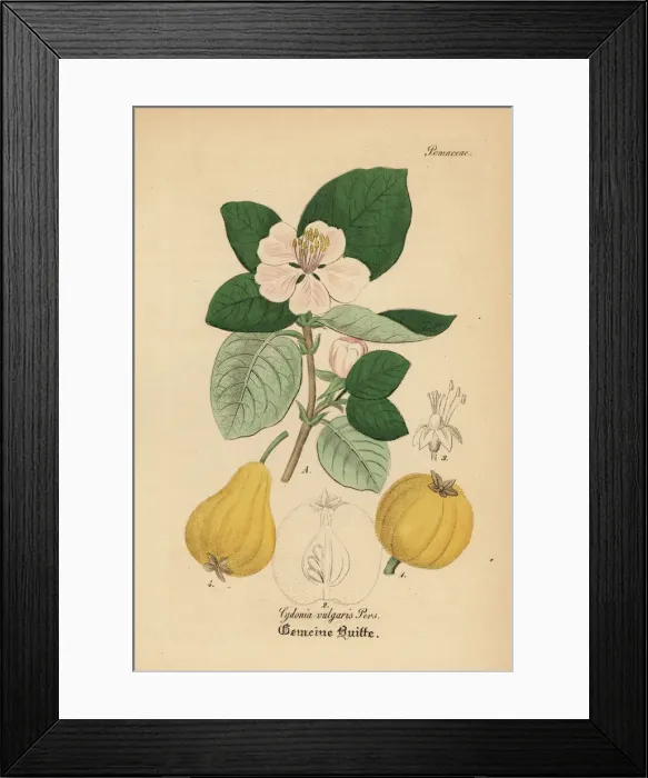 Framed Print : Quince, Cydonia oblonga Framed Print : Quince, Cydonia oblonga