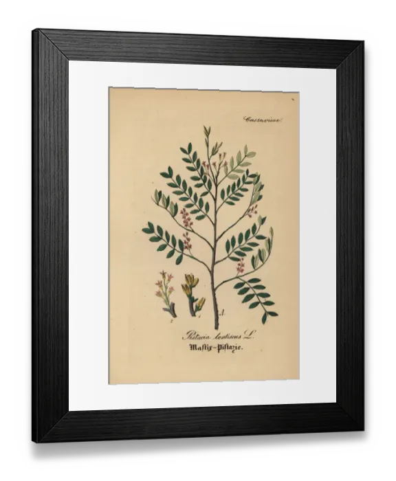 Framed Print : Mastic tree, Pistacia lentiscus