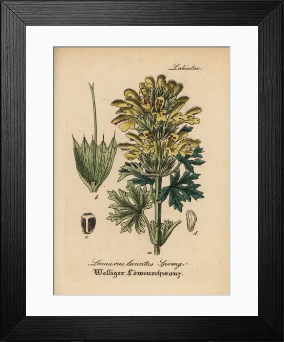 Framed Print : Panzerina lanata Framed Print : Panzerina lanata