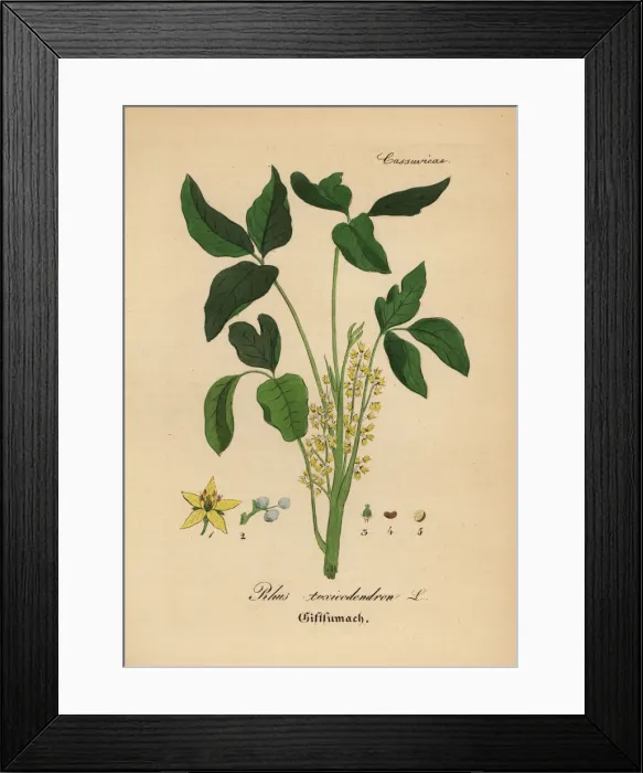 Framed Print : Atlantic poison oak, Toxicodendron pubescens Framed Print : Atlantic poison oak, Toxicodendron pubescens