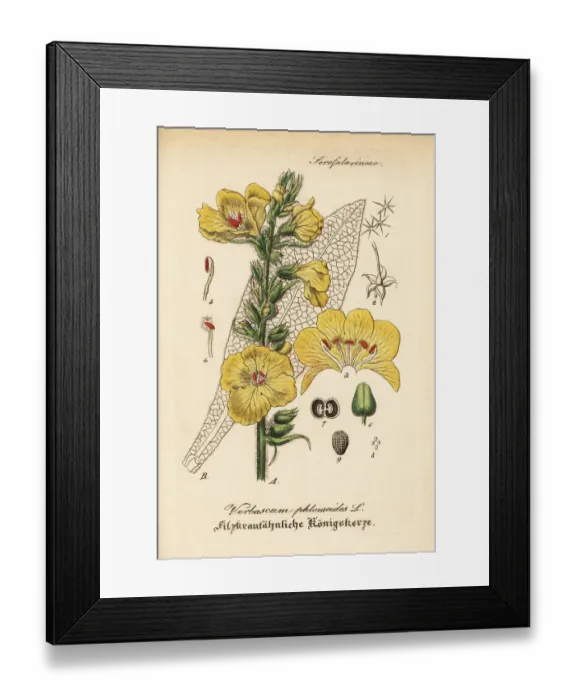 Framed Print : Orange mullein or velvet plant, Verbascum phlomoides Framed Print : Orange mullein or velvet plant, Verbascum phlomoides
