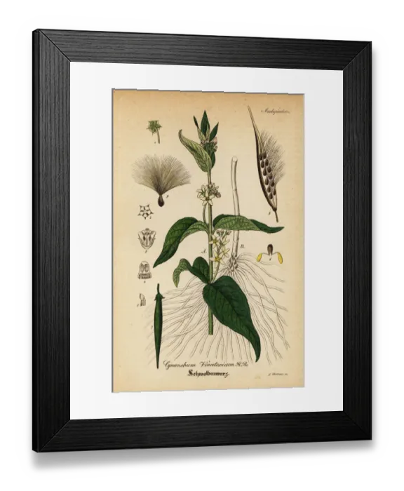 Framed Print : White swallow-wort, Vincetoxicum hirundinaria Framed Print : White swallow-wort, Vincetoxicum hirundinaria