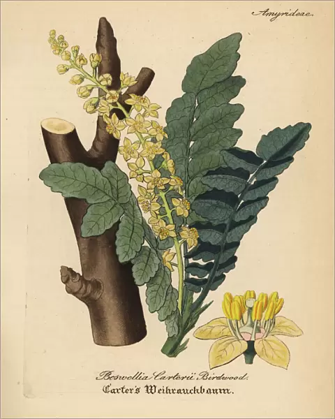 Frankincense or olibanum tree, Boswellia sacra