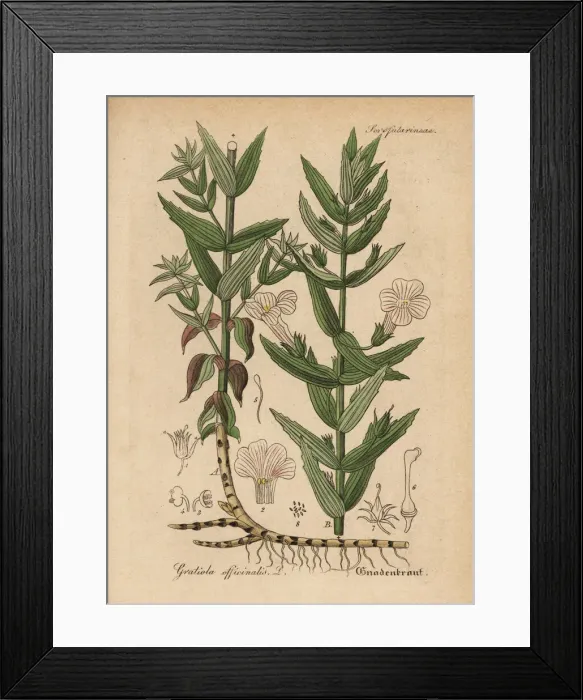 Framed Print : Herb of grace, Gratiola officinalis Framed Print : Herb of grace, Gratiola officinalis