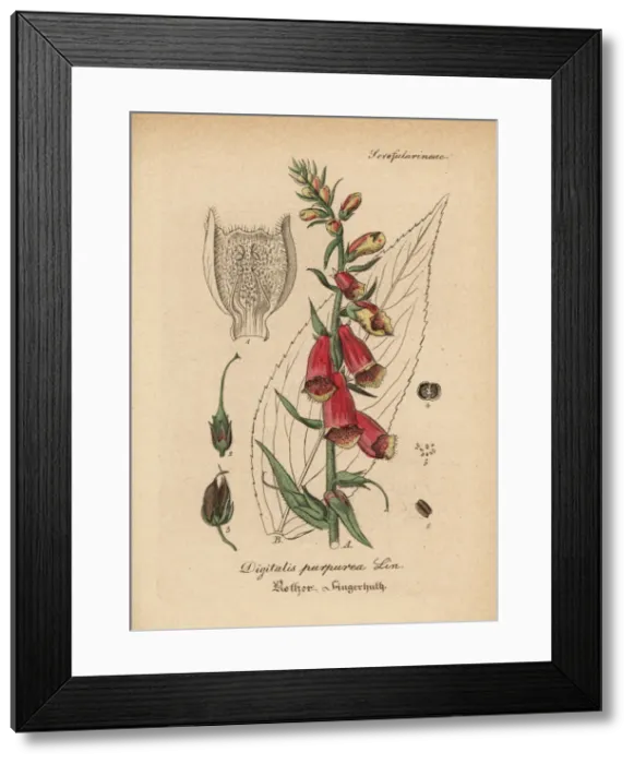 Framed Print : Purple foxglove, Digitalis purpurea Framed Print : Purple foxglove, Digitalis purpurea