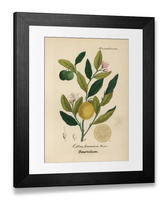 Framed Print : Lemon, Citrus limon Framed Print : Lemon, Citrus limon