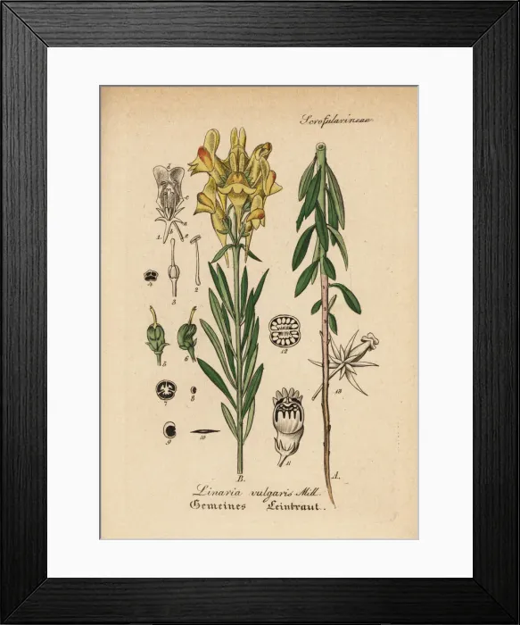 Framed Print : Yellow toadflax, Linaria vulgaris Framed Print : Yellow toadflax, Linaria vulgaris