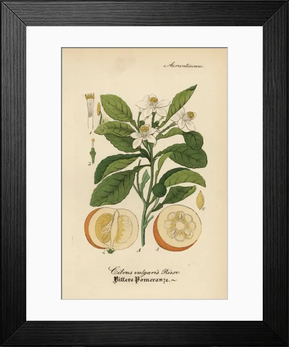 Framed Print : Orange, Citrus x aurantium. Orange, Citrus x aurantium Framed Print : Orange, Citrus x aurantium. Orange, Citrus x aurantium