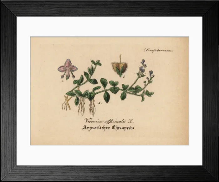 Framed Print : Heath speedwell, Veronica officinalis Framed Print : Heath speedwell, Veronica officinalis