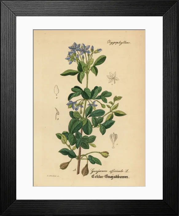 Framed Print : Roughbark lignum-vitae or guaiacwood, Guaiacum officinale Framed Print : Roughbark lignum-vitae or guaiacwood, Guaiacum officinale